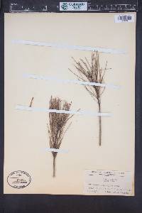 Pinus clausa image