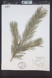 Pinus sylvestris image