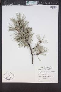 Pinus sylvestris image