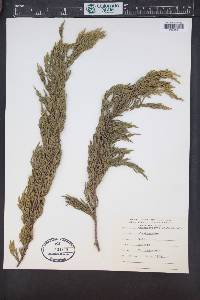 Xanthocyparis nootkatensis image