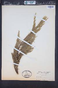 Xanthocyparis nootkatensis image
