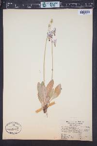 Primula pauciflora image