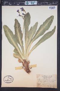 Primula parryi image
