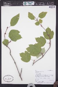 Viburnum edule image