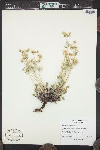 Eriogonum jamesii image