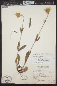 Arnica mollis image