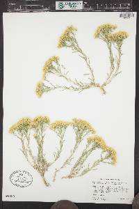 Chrysothamnus viscidiflorus subsp. lanceolatus image