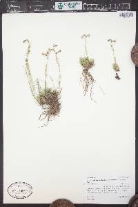 Penstemon laricifolius image