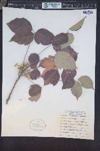 Toxicodendron rydbergii image