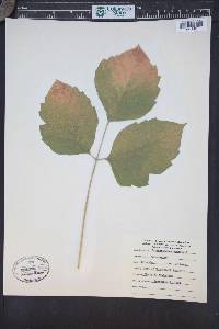 Toxicodendron rydbergii image