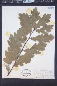 Quercus robur image