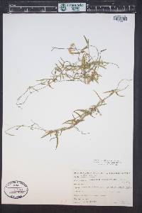 Funastrum crispum image