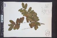 Cassia grandis image