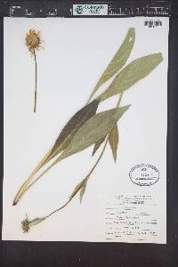 Arnica chamissonis image