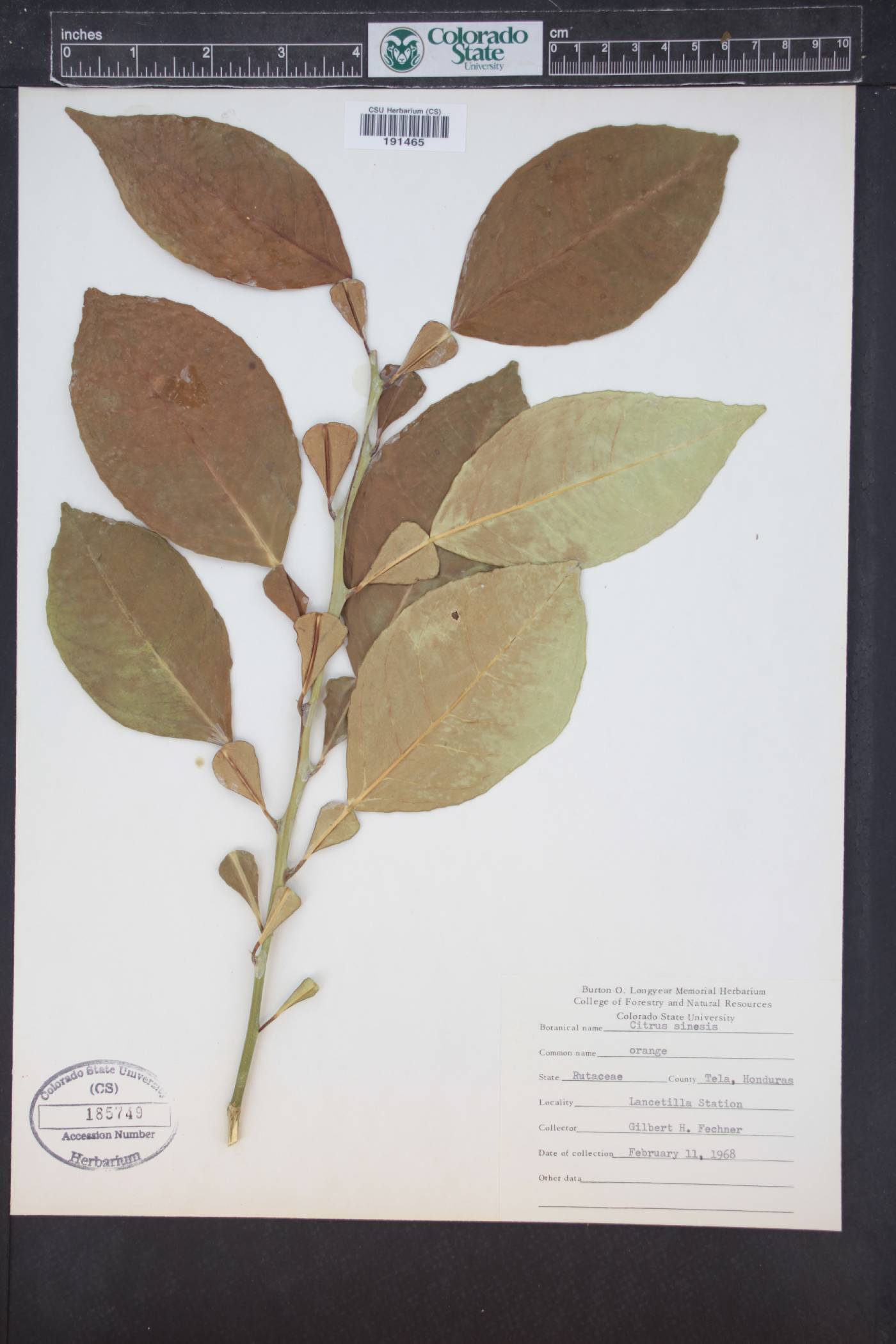 Citrus x sinensis image