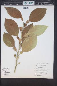 Citrus x sinensis image
