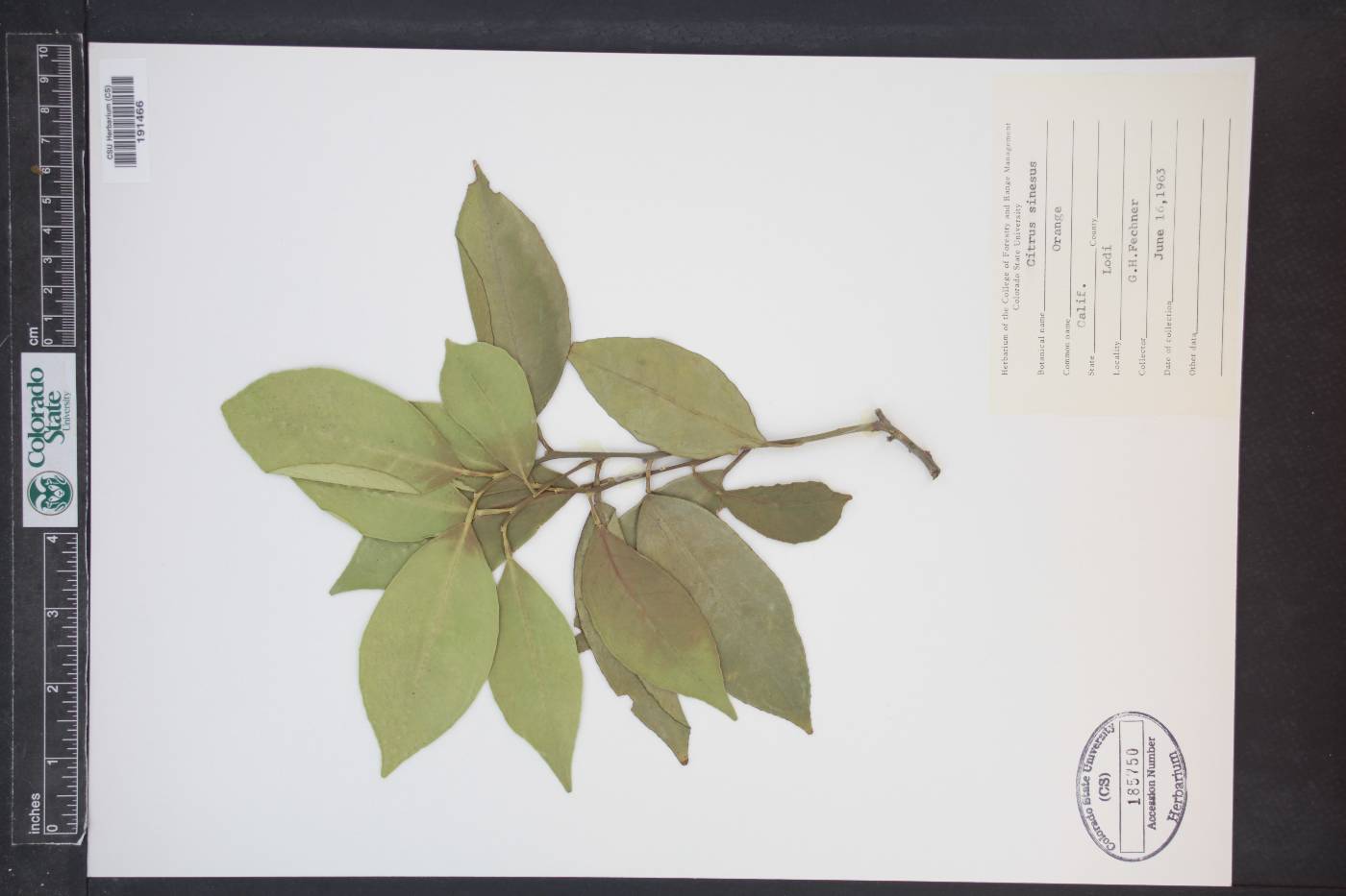 Citrus x sinensis image