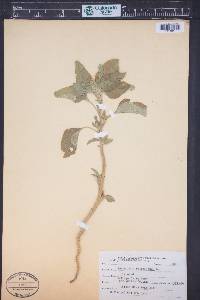 Amaranthus retroflexus image