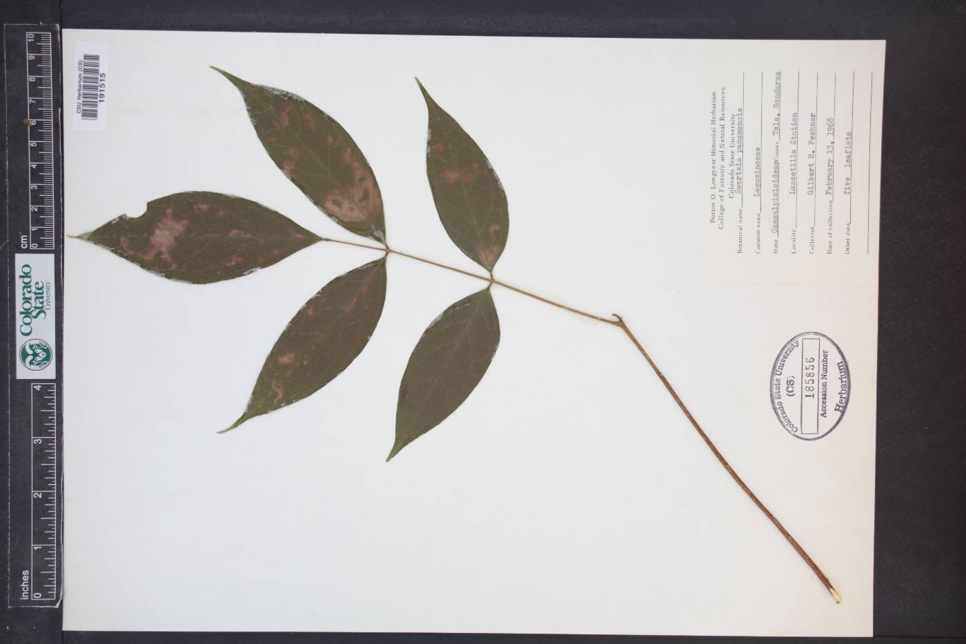 Swartzia panamensis image