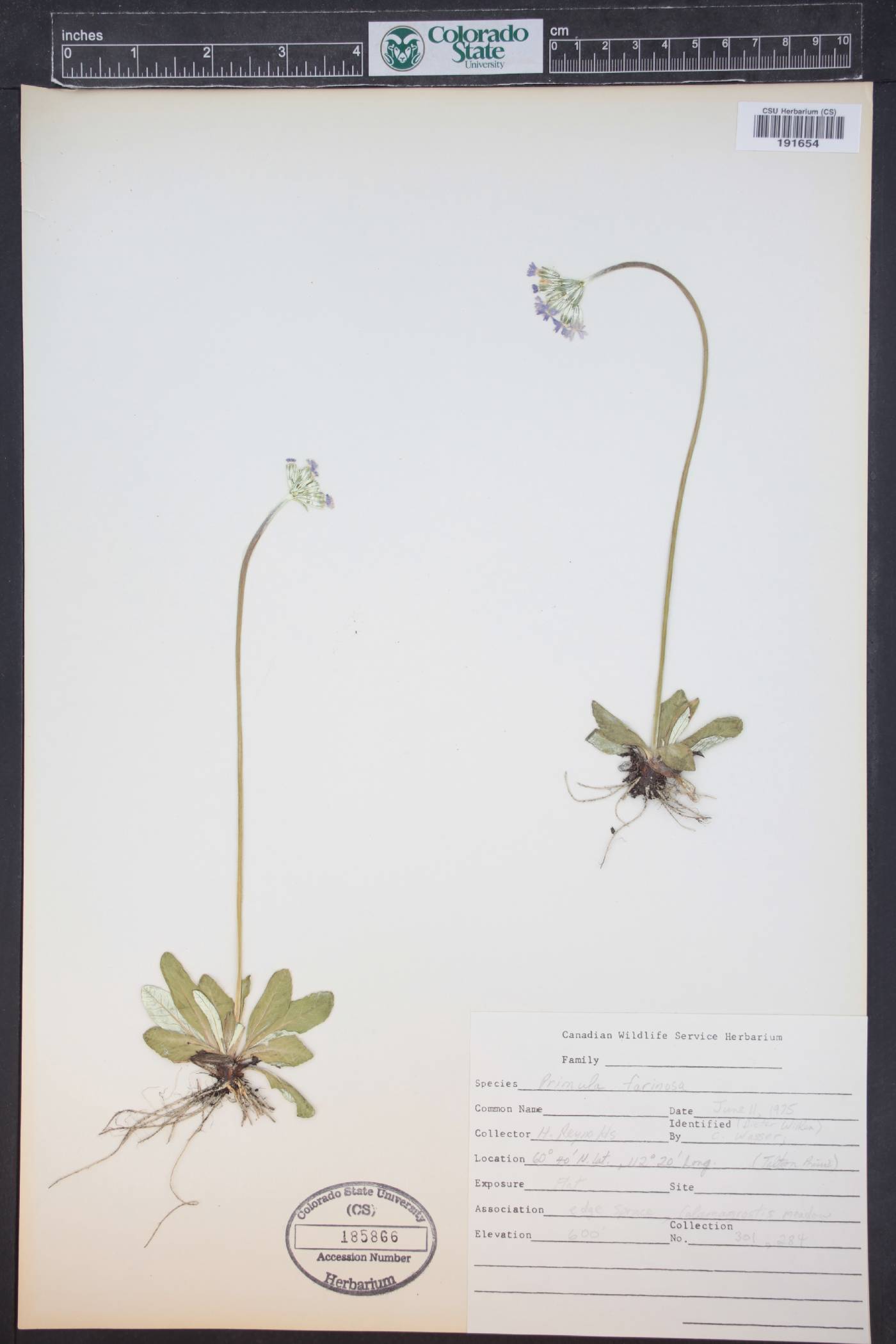 Primula farinosa image