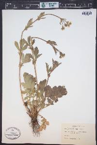 Geum aleppicum image