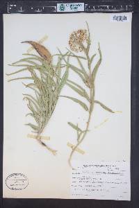 Asclepias asperula subsp. capricornu image