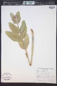 Asclepias speciosa image