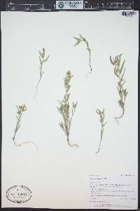 Collomia linearis image
