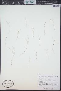 Leptosiphon septentrionalis image