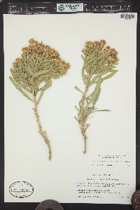 Oonopsis wardii image