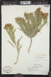 Oonopsis wardii image