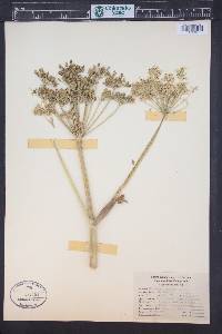 Heracleum maximum image