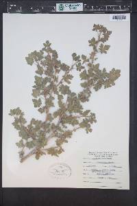 Ribes montigenum image
