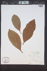 Magnolia grandiflora image