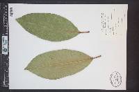 Magnolia grandiflora image