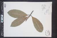 Magnolia grandiflora image
