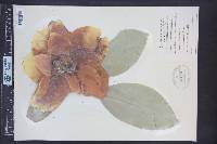 Magnolia grandiflora image