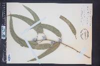 Eucalyptus globulus image