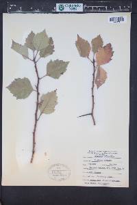 Crataegus chrysocarpa image