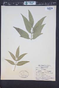 Sambucus cerulea image