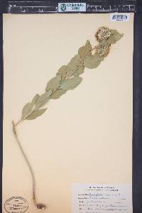 Asclepias purpurascens image