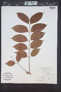 Swietenia macrophylla image