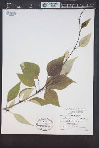 Populus trichocarpa image