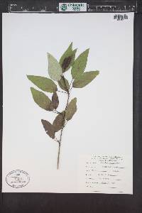 Populus trichocarpa image