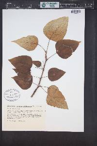 Populus trichocarpa image