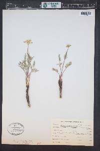 Pseudocymopterus montanus image