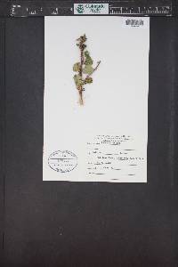 Rubus deliciosus image