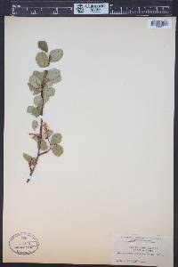 Amelanchier alnifolia image
