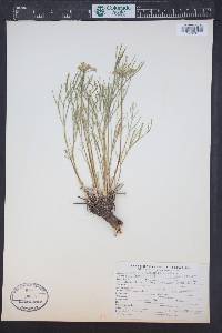 Lomatium simplex image