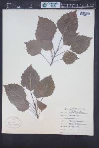 Populus grandidentata image